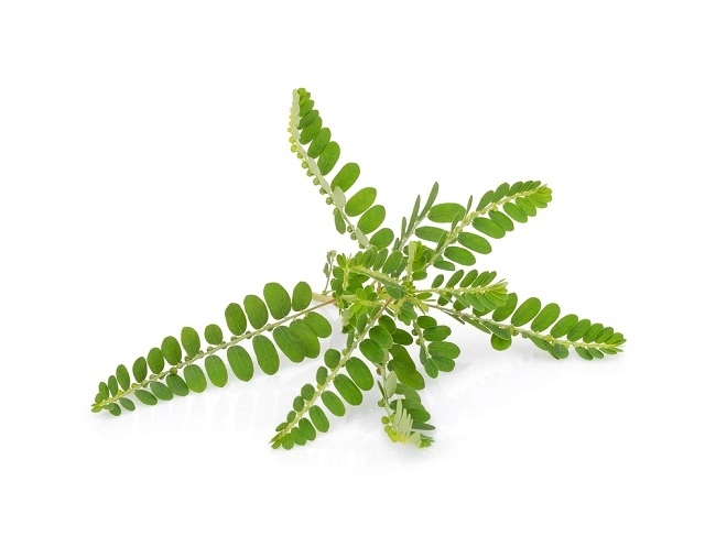 Daun Meniran